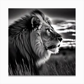 Lion In The Grass 3 Canvas Print