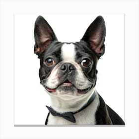 Boston Terrier Stampe su tela