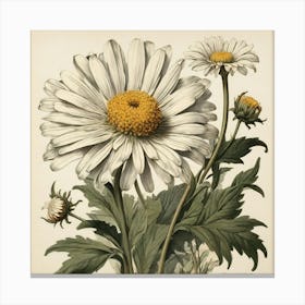 Shasta Daisy Wildflower Vintage Botanical Art Print Canvas Print