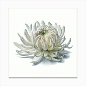 Chrysanthemum Canvas Print