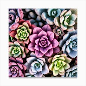 Colorful Succulents Canvas Print