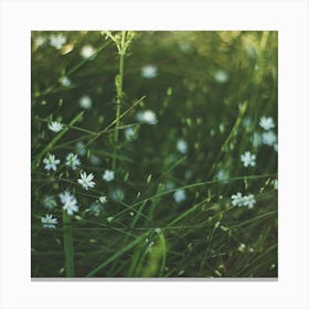 White Flowers In The Grass Canvas Print