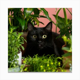 Black Cat In Pots 4 Canvas Print