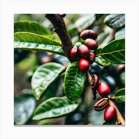 Coffee Beans On A Tree 40 Canvas Print