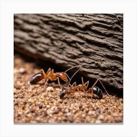 Ant On The Ground Canvas Print