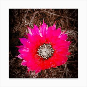 Fuchsia Flower Canvas Print