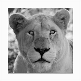 White Lion Female IV Canvas Print