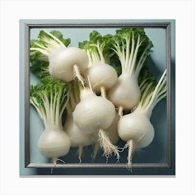 Turnip 1 Canvas Print