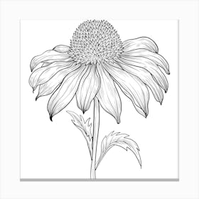 Echinacea Stampe su tela