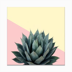 Agave Plant on Lemon and Pink Wall Canvas Print