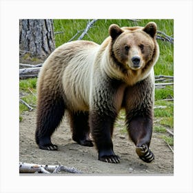 Grizzly Bear 8 Canvas Print