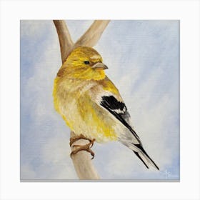 Male American Goldfinch Square Canvas Print