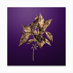 Gold Botanical Alpine Honeysuckle Plant on Royal Purple n.3664 Canvas Print