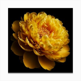 Yellow Peony on Black Background Canvas Print