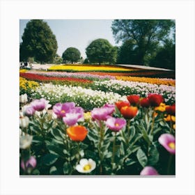 Tulips with color magnet to the eye Canvas Print