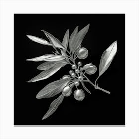 Olive Branch 1 Canvas Print