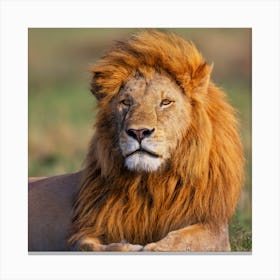 Lion - Lion Stock Videos & Royalty-Free Footage Canvas Print