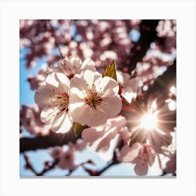 Cherry Blossoms Canvas Print