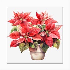 Poinsettia 12 Canvas Print