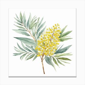 Silver Wattle Bloom Canvas Print