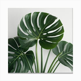 Full Green Plant (1) Canvas Print