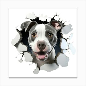 Pit Bull Canvas Print