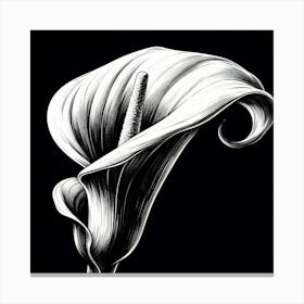 Calla flower 1 Canvas Print