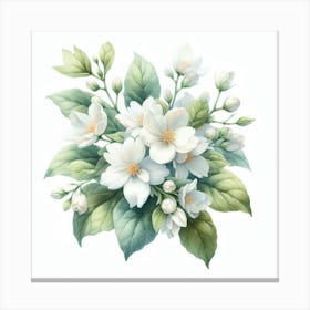 Flowers of Jasmine 1 Canvas Print