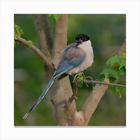 Rufous-Tailed Robin 1 Canvas Print