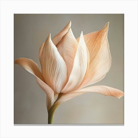 Peach Lotus Flower Canvas Print