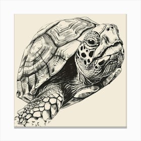 Sea Turtle Canvas Print