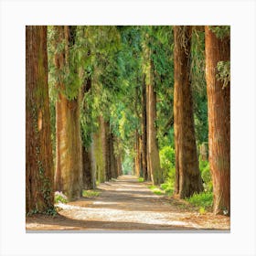 Path In The Woods Canvas Print