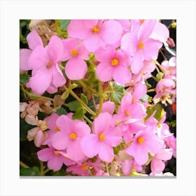 Pink Flowers 1 Canvas Print