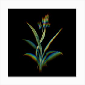 Prism Shift Flax Lilies Botanical Illustration on Black n.0279 Canvas Print