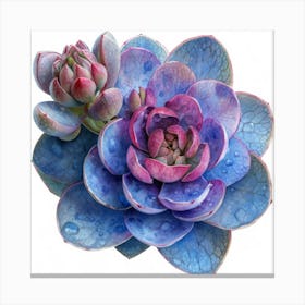 Succulent Flower Toile