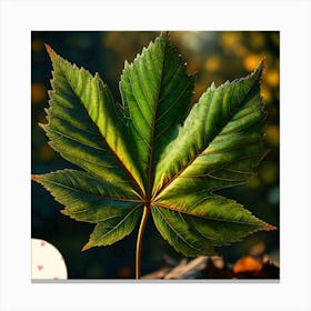 Sycamore leaf Canvas Print