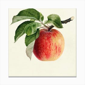 Apple On A Branch Canvas Print