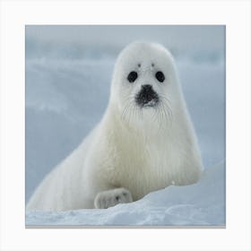 Polar Bear Canvas Print