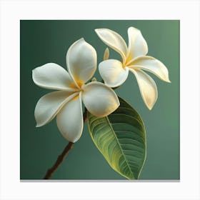 Frangipani 2 Canvas Print