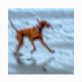 Dog On The Beach 2 Canvas Print