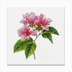 Bougainvillea 1 Canvas Print