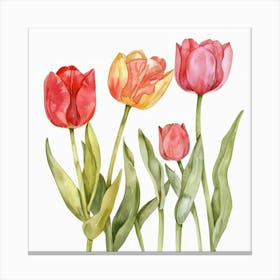 Watercolor Tulips 1 Canvas Print