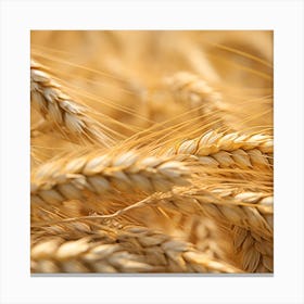 Golden Wheat 1 Canvas Print