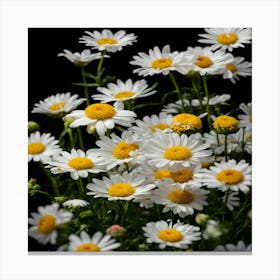 Daisies On Black Background 1 Canvas Print