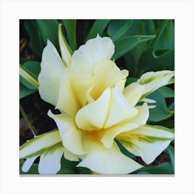 Yellow Tulip Canvas Print