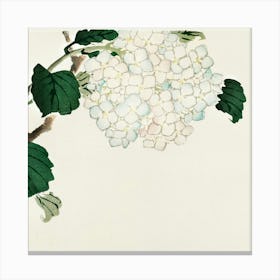 Chinese Hydrangea Canvas Print