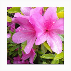 Pink Azaleas 23 Canvas Print