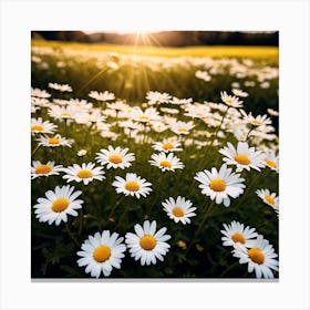 Daisy Field At Sunset Canvas Print