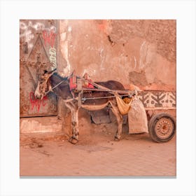 Moroccan Donkey Square Canvas Print