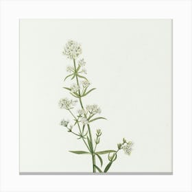 Sage flo Canvas Print